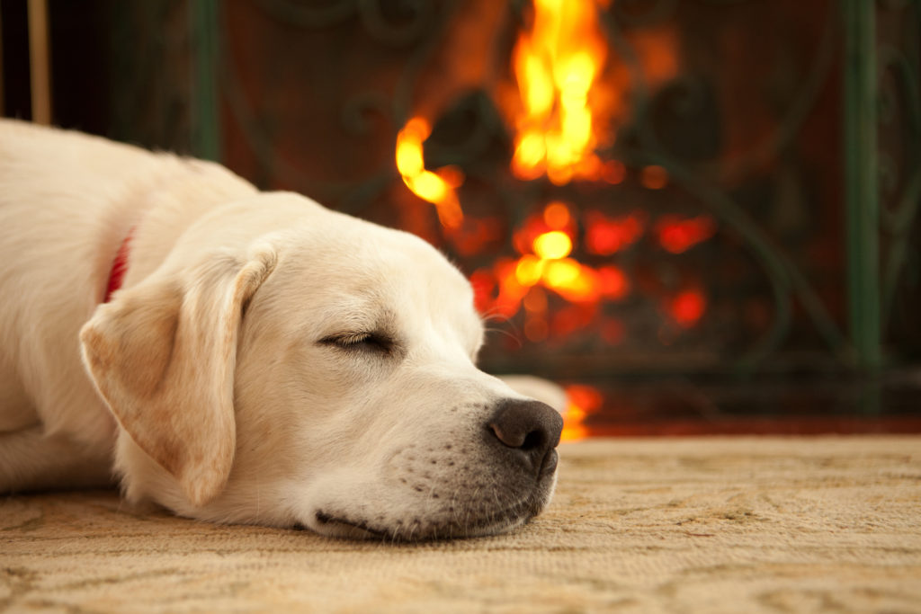 pet by fireplace